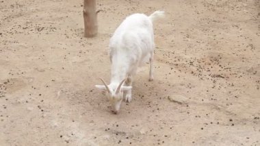 Bir çiftlikte kıvırcık keçi yakın çekim