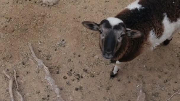 Schapen en lammeren wandelen. Schapenboerderij. — Stockvideo