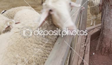 Bir çiftlikte kıvırcık keçi yakın çekim