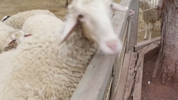 Lockige Ziege auf einem Bauernhof aus nächster Nähe — Stockvideo