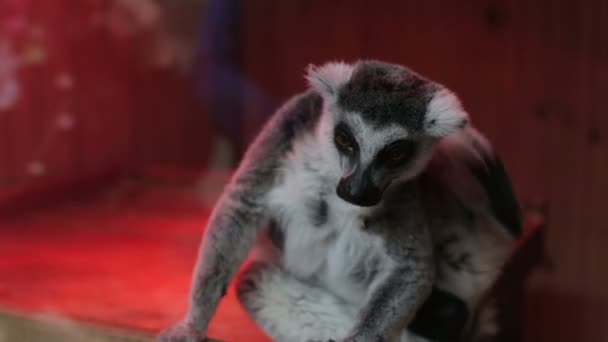 Šedý lemur sedící zblízka — Stock video