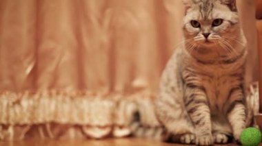 Oyun oynayan gri İskoç kedi evde. Multiscreen görüntüleri