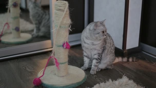 Gato escocés gris juguetón en casa. primer plano . — Vídeo de stock
