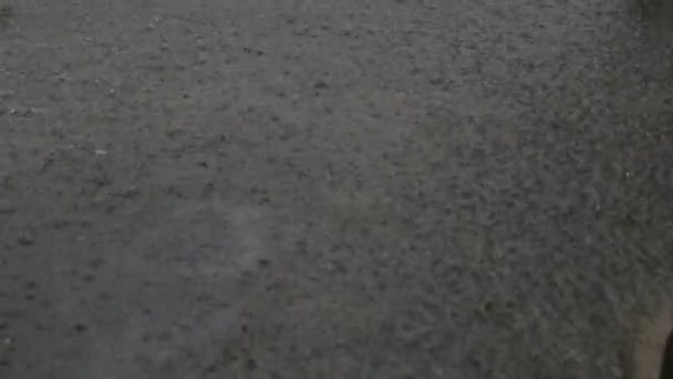 Grandes gotas de lluvia caen en un charco — Vídeo de stock