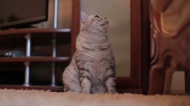 Oyun oynayan gri İskoç kedi evde. yakın çekim.