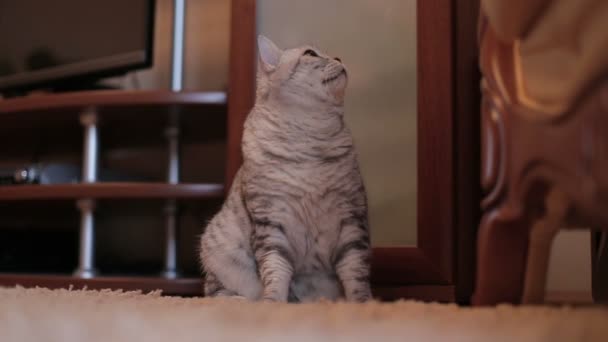 Verspielte graue schottische Katze zu Hause. Nahaufnahme. — Stockvideo