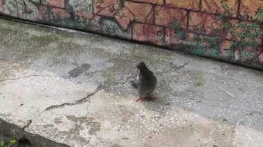 Tüyleri yakın çekim güvercin temizler