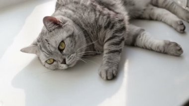 İskoç kedi evde. yakın çekim.