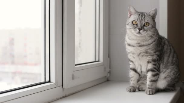 Παιχνιδιάρικο γκρι Σκωτίας γάτα στο σπίτι. γκρο πλαν. — Αρχείο Βίντεο