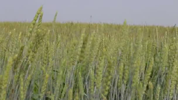 Oreilles de blé se balançant dans le vent 
