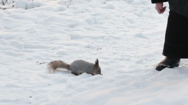Squirrel in winter — Stock Video