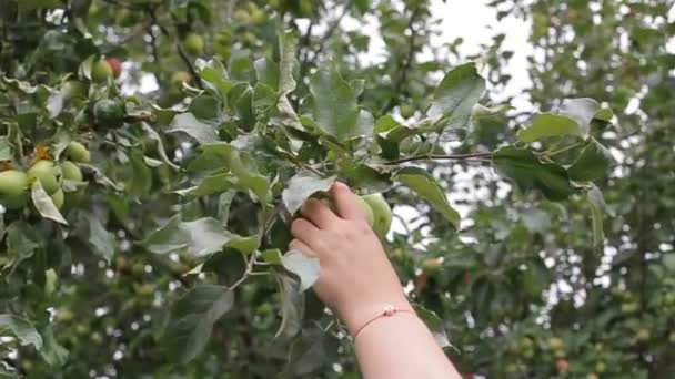 Vrouwelijke handen een langzame mo van groene appels plukken — Stockvideo
