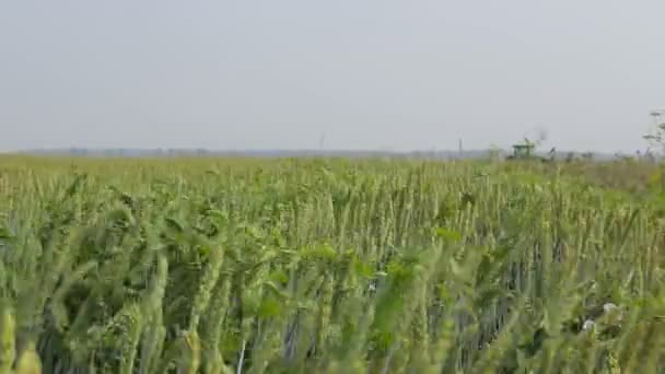 Orejas de trigo balanceándose en el viento — Vídeo de stock