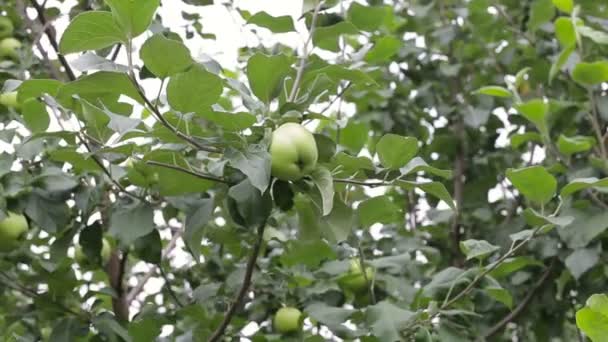 Las manos femeninas recogen manzanas verdes — Vídeos de Stock