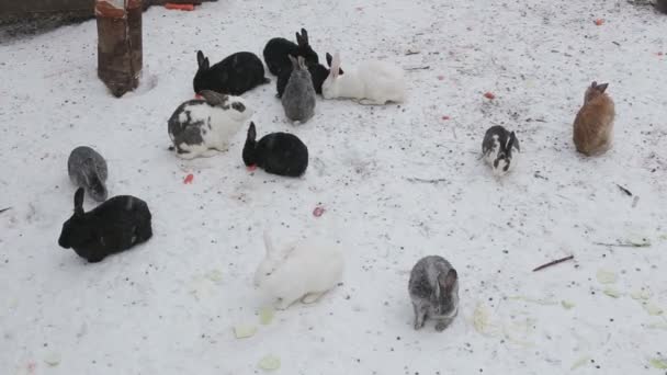 Rabbits in the winter — Stock Video