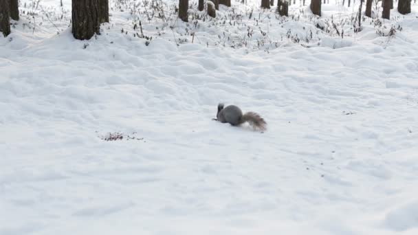 可爱的松鼠在冬天场景与雪吃的食物 — 图库视频影像