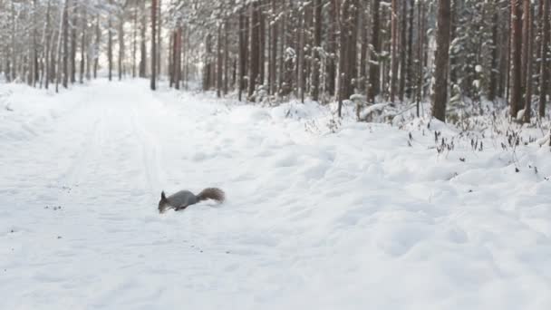 Carino scoiattolo mangiare lì in scena invernale con la neve nel bosco — Video Stock