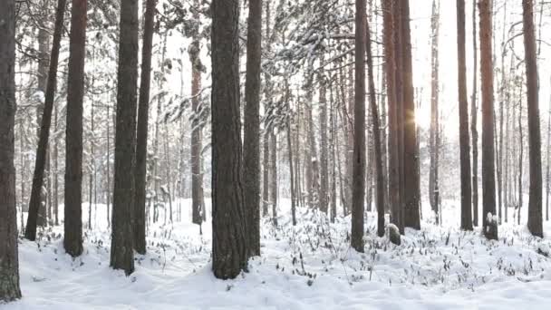 Bosque de invierno y sol . — Vídeos de Stock