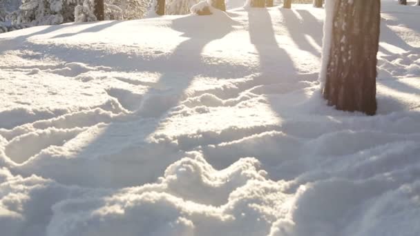 Coucher de soleil dans la forêt d'hiver, panorama HD — Video