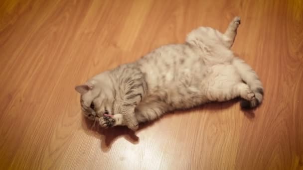 Chat mignon jouant avec le jouet à la maison, couché sur le sol .