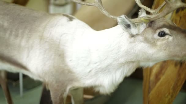 Cerfs cherchant de la nourriture dans les bois enneigés . — Video