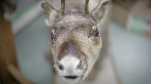 Close up Elds Deers nose. — Stock Video