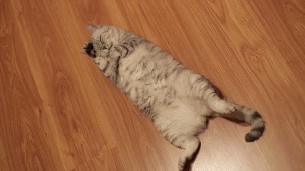 Roztomilý kočka hraje s hračkou doma, ležící na podlaze. — Stock video