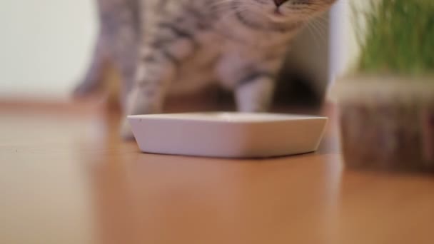 Gato adulto se aproxima da tigela de comida, tiro de close-up . — Vídeo de Stock