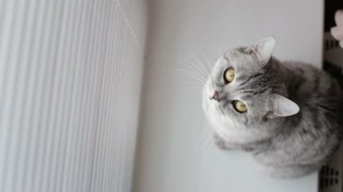 Yetişkin kedi podokonike pencerenin önüne otururken kameraya bakarak .
