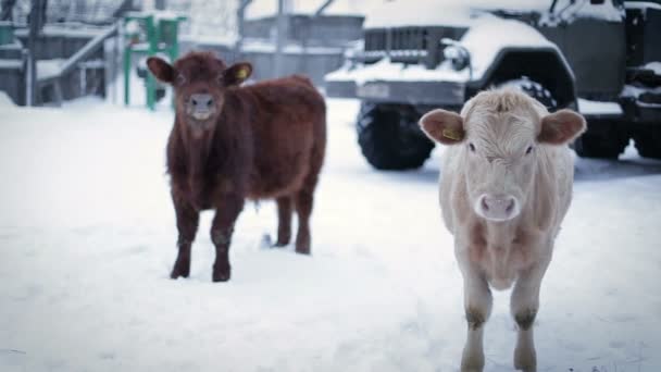 Dos toros jóvenes en la granja En invierno el suelo mirando a la cámara  . — Vídeo de stock