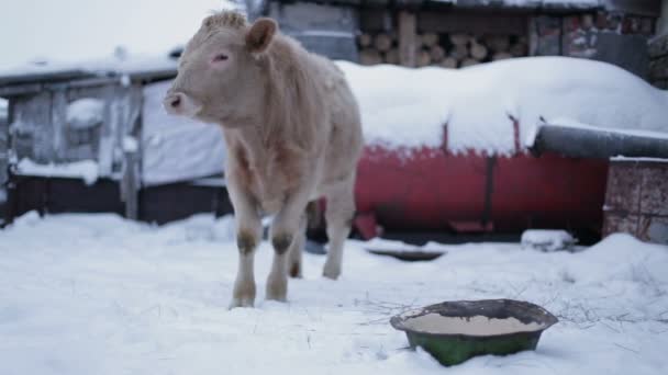 Dos toros jóvenes en la granja en invierno . — Vídeos de Stock