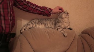 Erkek el vuruşları biraz Gri kedi, koltukta yalan başkanı.