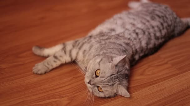 Cute Cat lying on the floor looking at the camera , close-up . — Stock Video