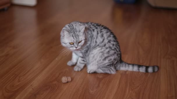 Gato bonito brincando com brinquedo em casa, deitado no chão . — Vídeo de Stock