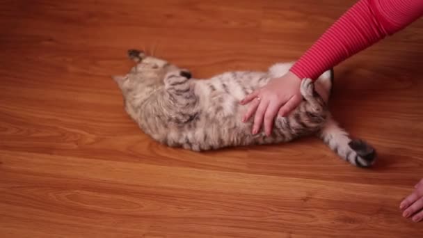 Mujer mano suavemente acariciando el gato gris acostado en el suelo  . — Vídeo de stock