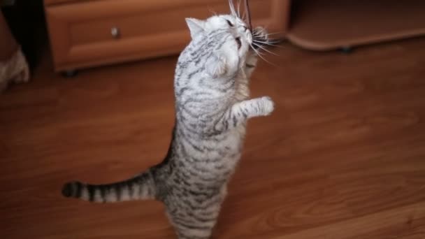 Adulto gato gris se levanta en sus patas traseras y comer de la mano . — Vídeo de stock