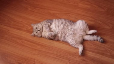 Şirin kedi yerde yatarken onun Sırtüstü yatıyor .