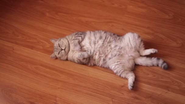 Chat mignon dort sur le dos, couché sur le sol  .