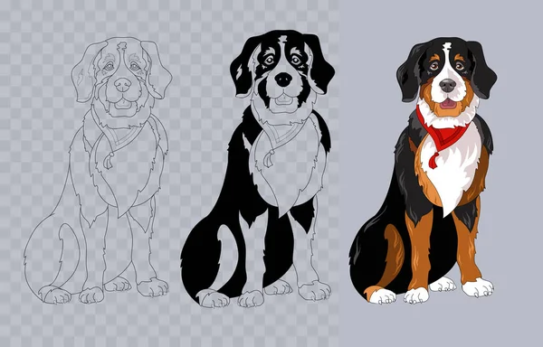 Bandanalı Bernese dağ köpeği yetiştirin. Renkli ve doğrusal. Vektör.