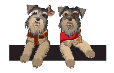 Köpek tasmalı ve kırmızı bandanalı iki şirin Schnauzer. Vektör.