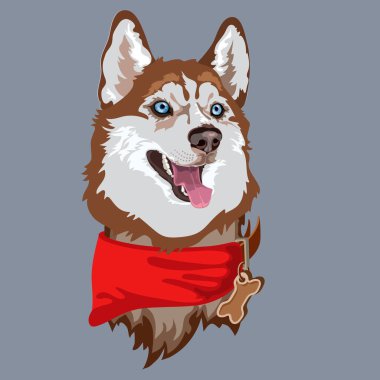 Köpek cinsi Husky. Hayvan portresi. Vektör düz resimleme.