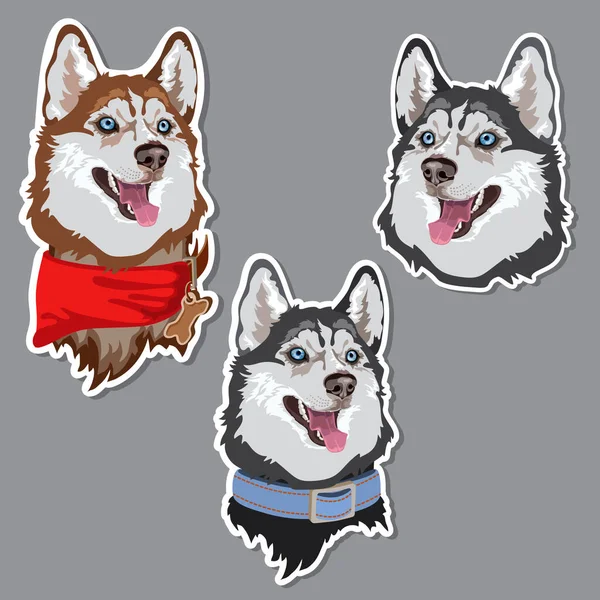 Kutyafajta Husky matrica. Háziállat. Vektor. — Stock Vector