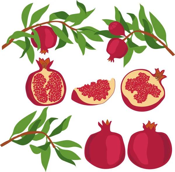 Granaatappel. Het aantal granaatappels. Vectorillustratie op een transparante achtergrond. — Stockvector