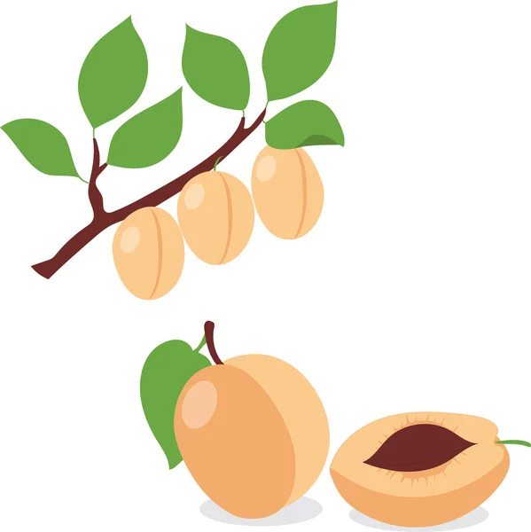 Apricot. Set apricots, pieces and slices — Stock Vector