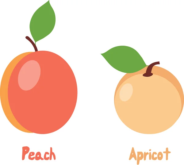 Pfirsich und Aprikose — Stockvektor