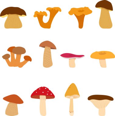 Mantar, yenilebilir ve yenmeyen mantar