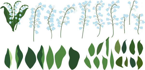Partes individuales de lirios del valle, flores y hojas — Vector de stock