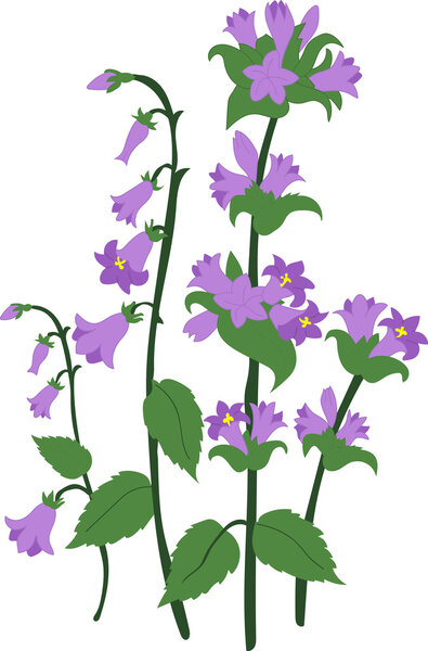 Branch blue hand Campanula bell on white background, isolated vector