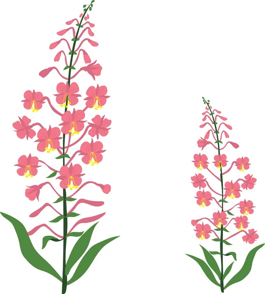 Angustifolium, chamaenerion, Willow thee kruid, sally-bloei bloem, vector illustratie — Stockvector