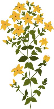 Hypericum bitki çizimi